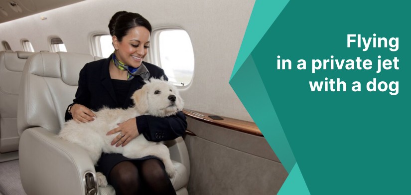 flying in a private jet with a dog