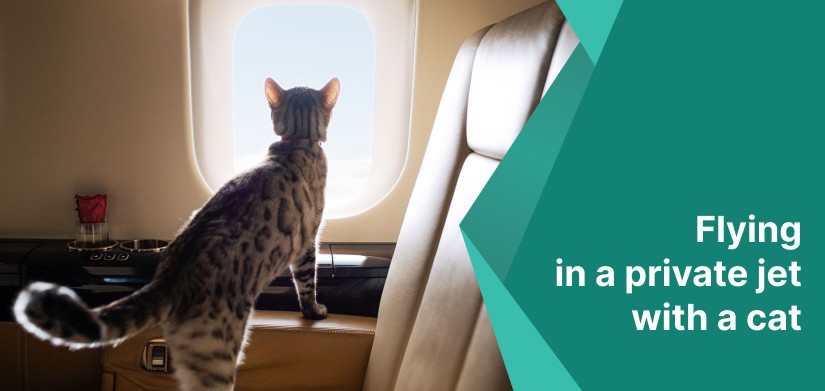 flying in a private jet with a cat
